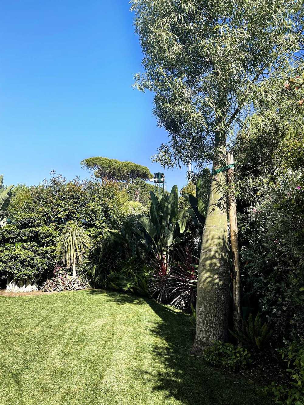 Sughere a cupola, giardino privato a San Felice Circeo (2023) — fotografia 7 di 13