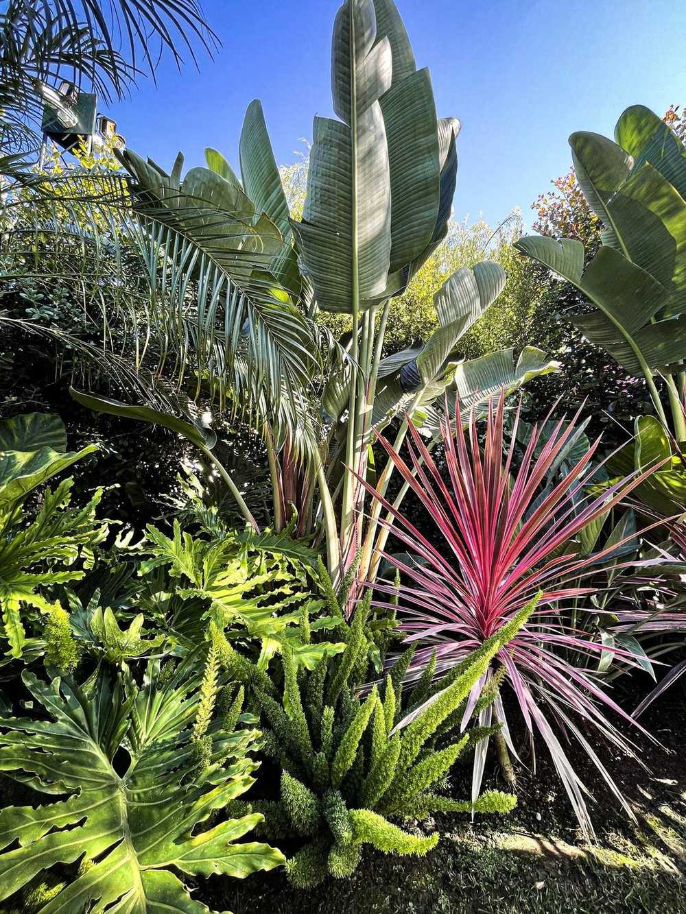 Sughere a cupola, giardino privato a San Felice Circeo (2023) — fotografia 8 di 13