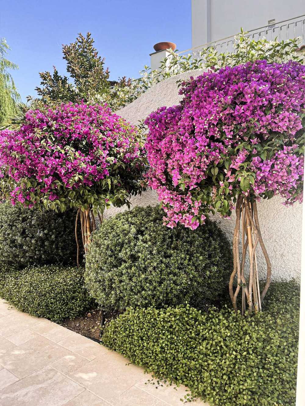 Sughere a cupola, giardino privato a San Felice Circeo (2023) — fotografia 9 di 13
