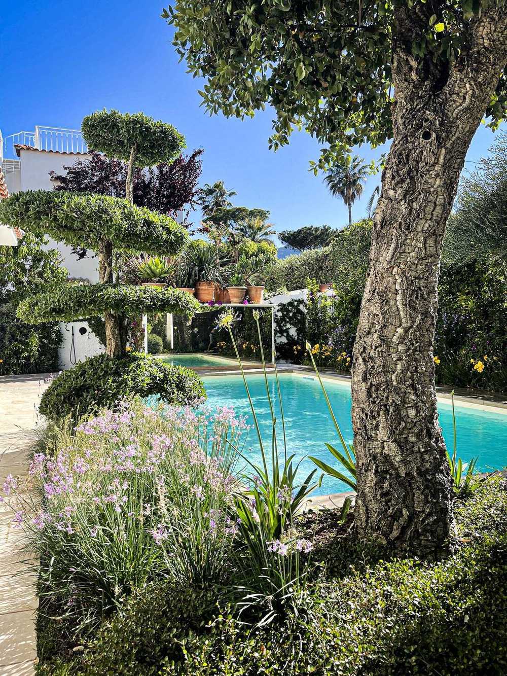 Sughere a cupola, giardino privato a San Felice Circeo (2023) — fotografia 10 di 13