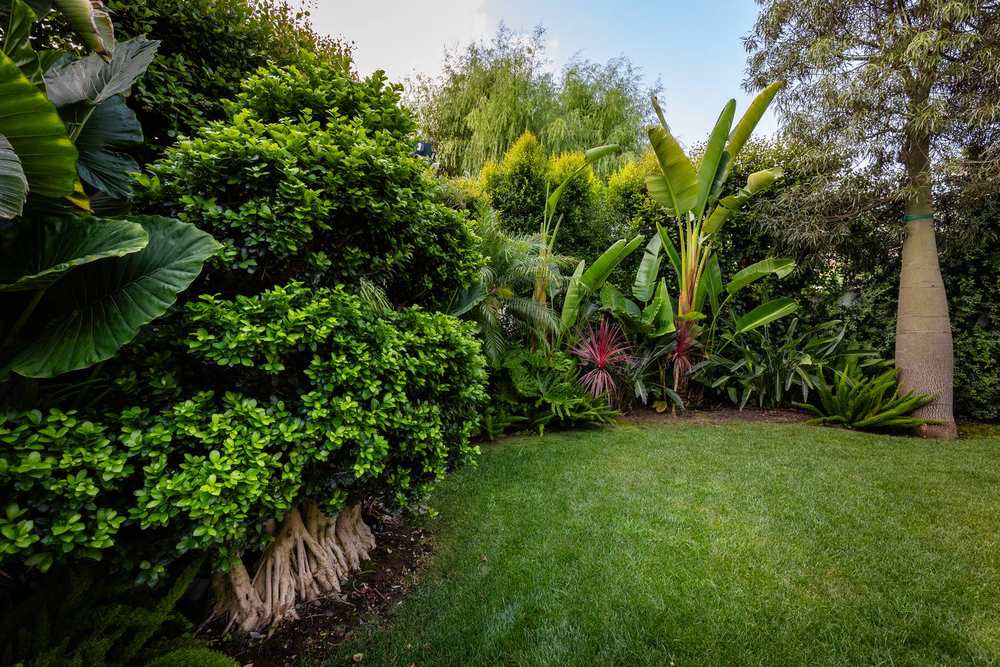 Sughere a cupola, giardino privato a San Felice Circeo (2023) — fotografia 1 di 13